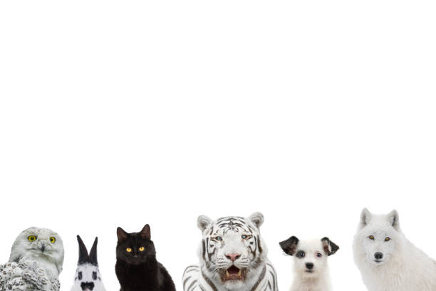 black and white animals isolated on white background