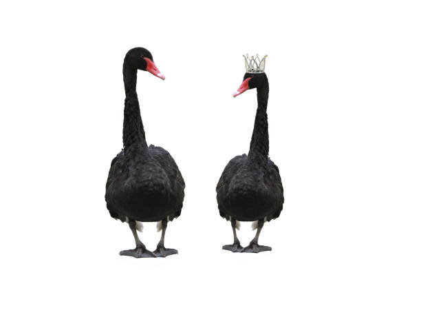 zwei schwarze schwäne, einer von ihnen isoliert in einer krone - black swan stock-fotos und bilder