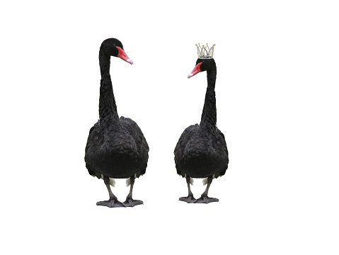 two black swans one of them in a crown isolated on a white background
