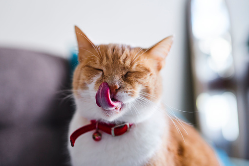 Adorable cat licking off food from her face. Her exceptionally long tongue forces her to close her eyes as she continues licking.