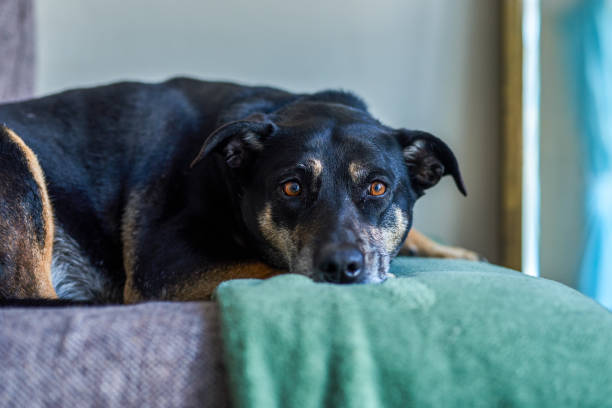 istock Cute black dog lying on the couch looking back at you 1407732099
