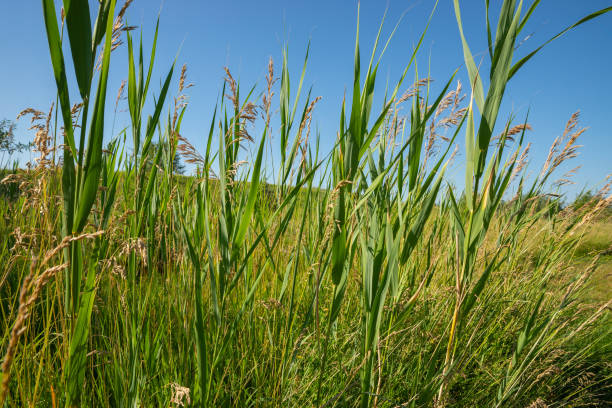 istock Tallgrass and wildflowers on the prairie. 1407732763