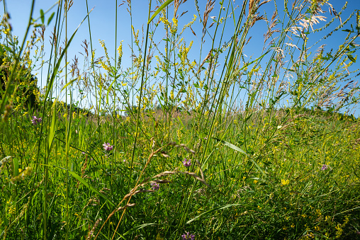 Tallgrass and wildflowers on the prairie in Buffalo Rock State Park, Illinois, USA.