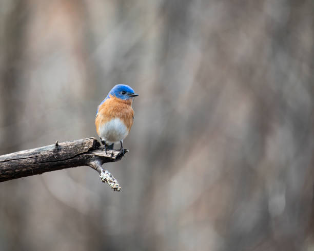 istock Eastern Bluebird Perched on End of Limb 1407733008