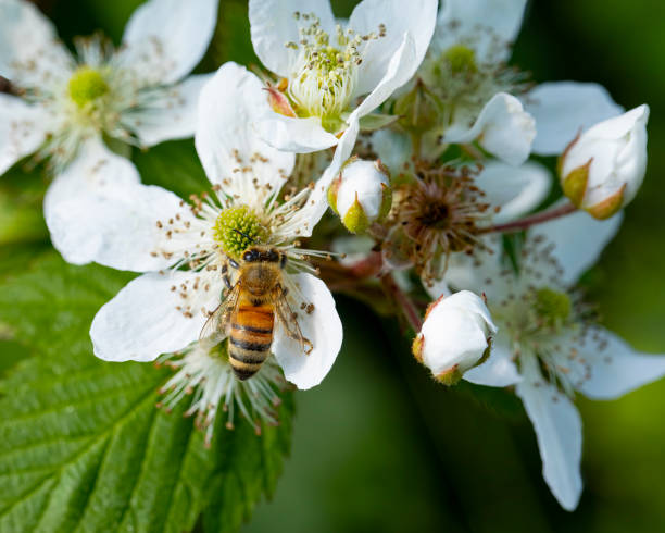 istock Bee On a Berry Bush Flower 1407733019
