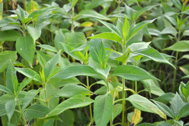 Jerusalem artichoke (Helianthus tuberosus) grows in nature Jerusalem artichoke (Helianthus tuberosus) grows in open ground in the garden Artichoke stock pictures, royalty-free photos & images