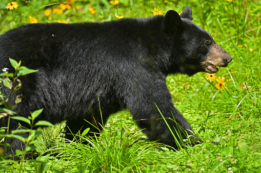 An American black bear sitting in a meadow of grass looking directly at the camera