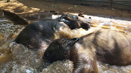 Two baby elephants bathe in puddles of water