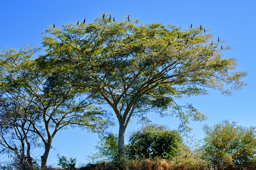 Landscape view of trees on an island in Lake Suchitlán, El Salvador.  The tree is also a nesting area for the cormorant bids that live in the area that feed on the fish that thrive in the lake.\n\nTaken  in  Lake Suchitlán, El Salvador, Central America.