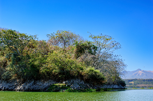 Landscape view of trees on an island in Lake Suchitlán, El Salvador.  The tree is also a nesting area for the cormorant bids that live in the area that feed on the fish that thrive in the lake.\n\nTaken  in  Lake Suchitlán, El Salvador, Central America.