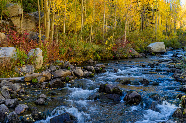 Colorful fall aspen trees growing alongside Sierra mountain creek.\n\nTaken in the Eastern Sierra Nevada mountain range, USA