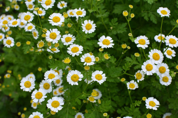 istock Tanacetum parthenium blooms in nature 1407735103
