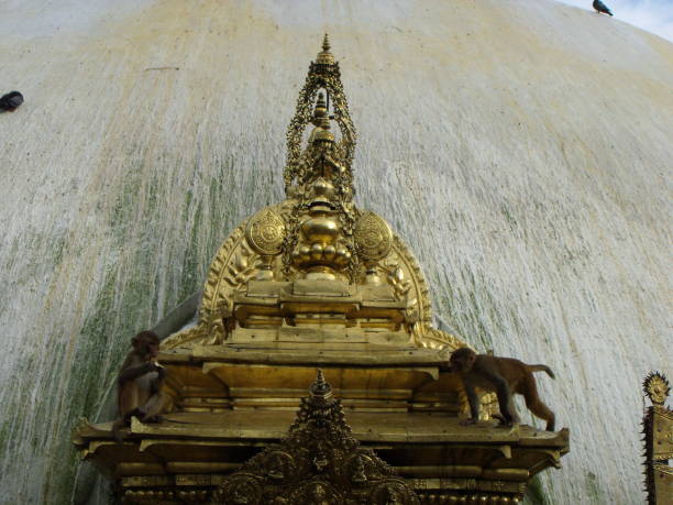 swayambhunath temple, il tempio delle scimmie. kathmandu, nepal - nepal buddha monkey temple tibet foto e immagini stock