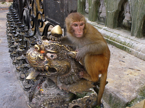 Kathmandu, Nepal, August 20, 2011: A monkey on a golden sculpture at the Swayambhunath Temple, the monkey temple. Kathmandu, Nepal