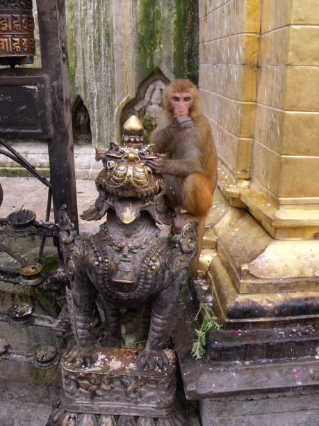 swayambhunath temple, il tempio delle scimmie. kathmandu, nepal - nepal buddha monkey temple tibet foto e immagini stock