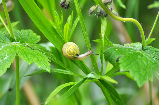 Snail among green wet grass