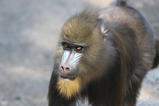 Mandrills are the largest of all monkeys. They are shy and reclusive primates that live only in the rain forests of equatorial Africa.