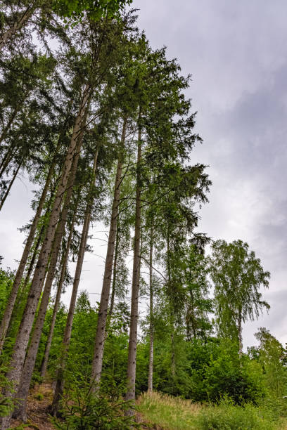 istock conifers in a forest with a view from below 1407737553