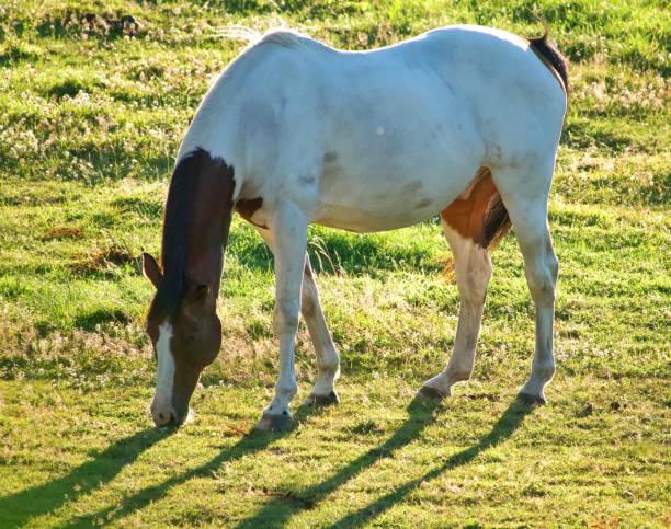 caballo - barb horse fotografías e imágenes de stock