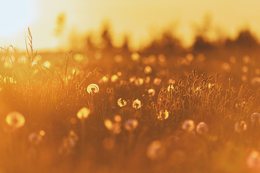 A vast field of dandelions in sunset light.