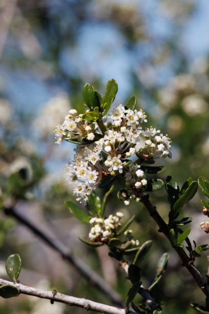 istock Ceanothus Cuneatus Bloom - Santa Monica Mountains - 021722 1407740329