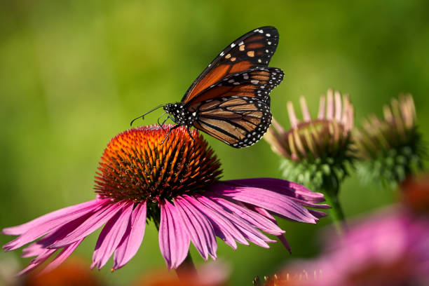 istock Monarch Butterfly Feeding on Coneflowers 3 1407741942