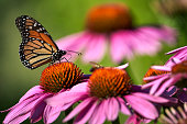 Monarch Butterfly Feeding on Coneflowers 1