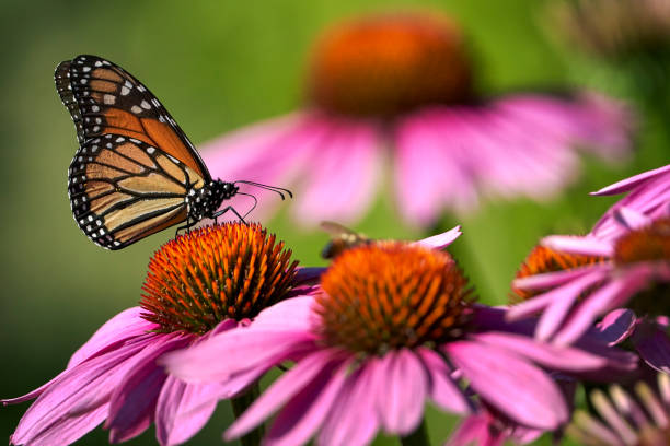 Monarch Butterfly Feeding on Coneflowers 1 This monarch butterfly was enjoying feeding on a patch of coneflowers in the last of the evening's light coneflower stock pictures, royalty-free photos & images