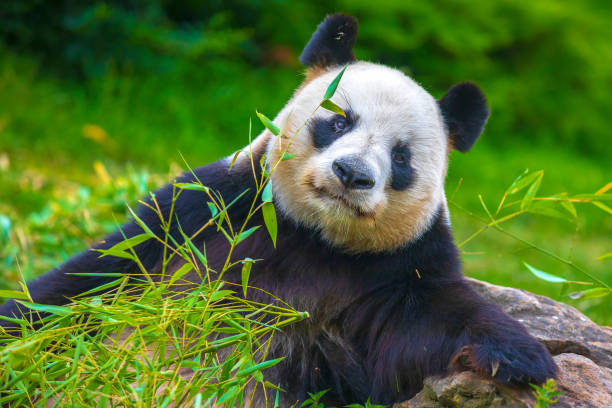 istock Giant Panda Ailuropoda melanoleuca, feeding on bamboo 1407744321