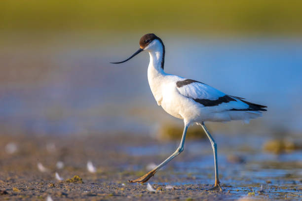 istock Pied Avocet, Recurvirostra avosetta; parent and chick foraging 1407744355