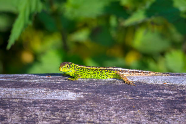 istock Sand lizard, Lacerta agilis, green male 1407745210