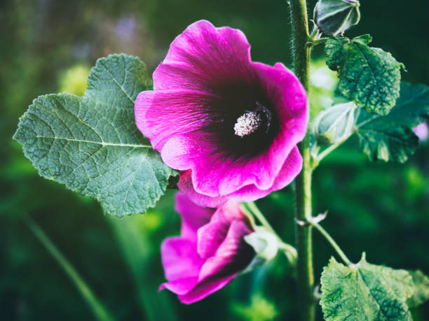 primo piano di hollyhock o alcea rosea nello stato di washington - seattle close up petal purple foto e immagini stock