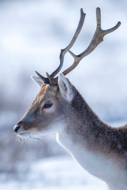 istock Fallow deer stag Dama Dama foraging in Winter forest snow 1407745231