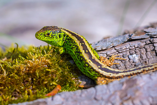 Sand lizard, Lacerta agilis, green male. Heating in the sun, resting on wood in a forest