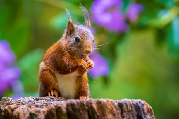 istock Closeup of a Eurasian red squirrel, Sciurus vulgaris, eating nuts in a forest. 1407745251