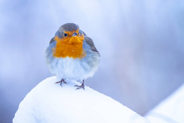 istock European robin bird Erithacus rubecula foraging in snow, cold Winter setting. 1407745256