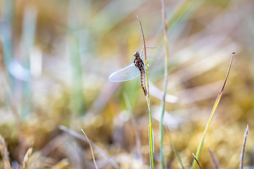 A leptophlebia vespertina mayfly resting in grass, natural colors, low point of view
