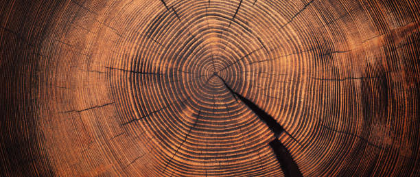 istock beautiful cut tree trunk with annual rings and cracks. wood texture background 1407746225