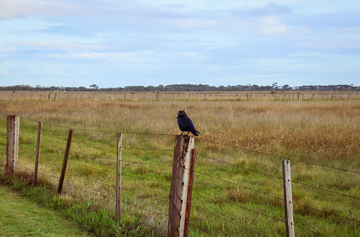 rural scene with fields and crow on fence