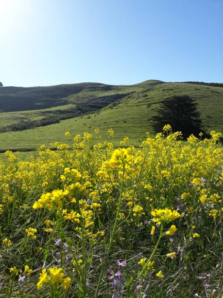 golden mustard blooms, california history, with copy space - mission santa barbara imagens e fotografias de stock