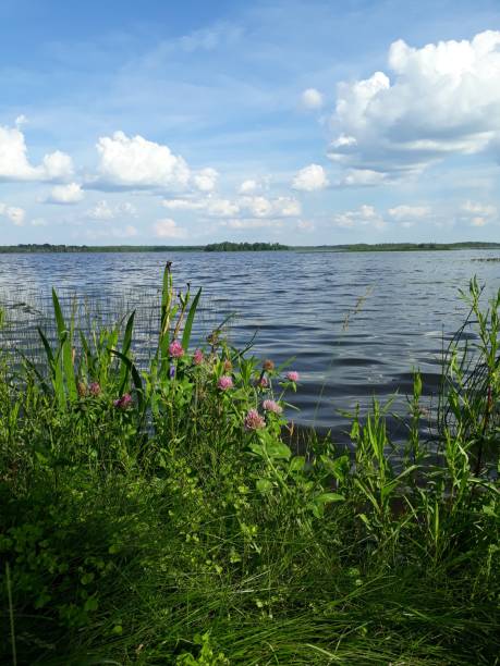 Wisconsin Lake, Cranberry Lake, with copy space Cranberry Lake in Wisconsin, USA, looking gorgeous and slightly wavy on a sunny morning. Fluffy clouds dot the sky and the lakeside plants are a vibrant green color. aquatic plant stock pictures, royalty-free photos & images