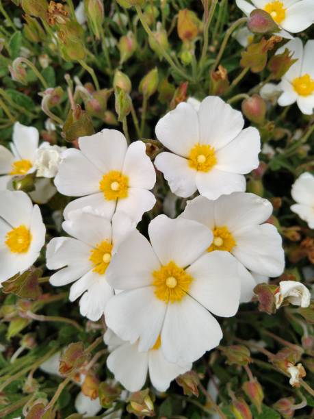 istock White Rockrose (Rock Rose) Blossoms in a Bunch 1407747504