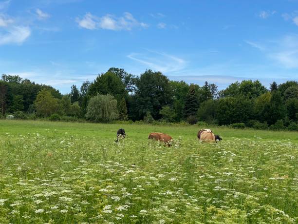 istock Happy coolness on the flower meadow 1407748560