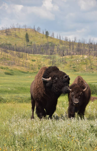 istock Mating Pair of Bison in a Grass Field 1407748610