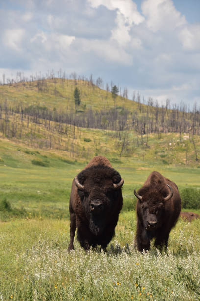 istock Bison Pair Standing in a Field on a Summer Day 1407748613
