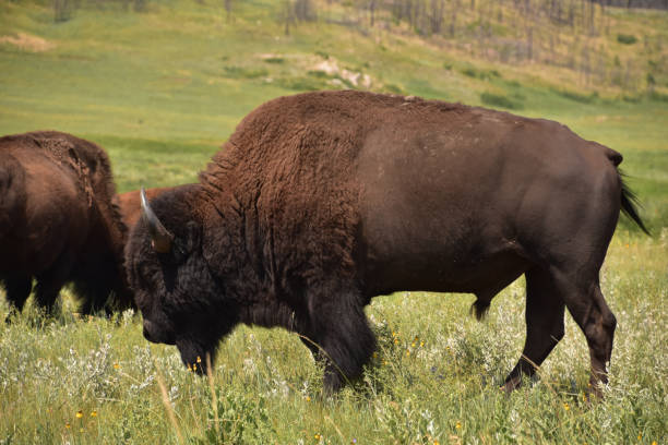 istock Large Male Buffalo in the Summer Time 1407748634