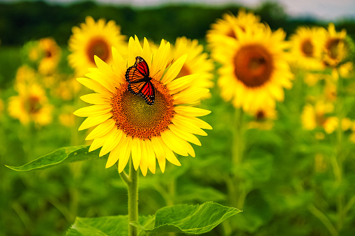 Helianthus (sunflowers) with Monarch butterfly in summer