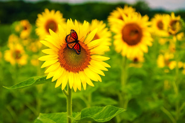 sunflowers blooming in missouri field in july - sunflower imagens e fotografias de stock