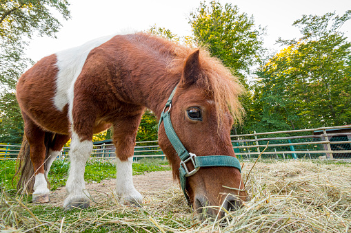 Cute Shetland pony eating hay in the horse paddock