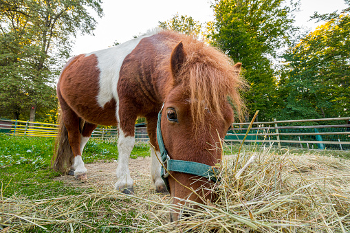 Cute Shetland pony eating hay in the horse paddock